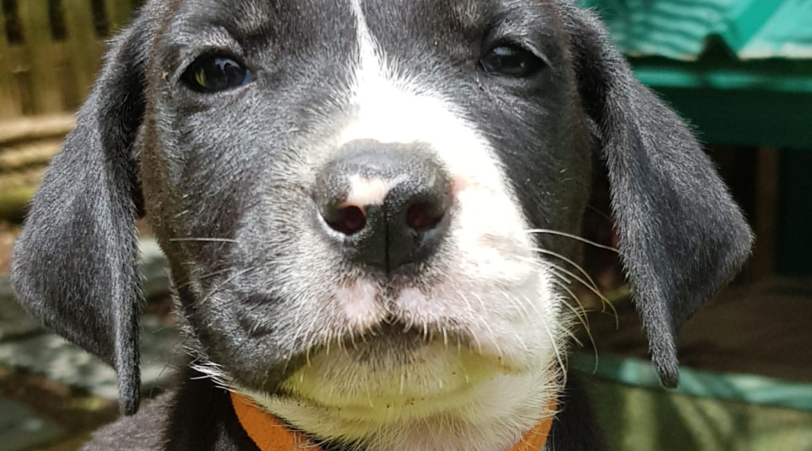 Chiens à adopter